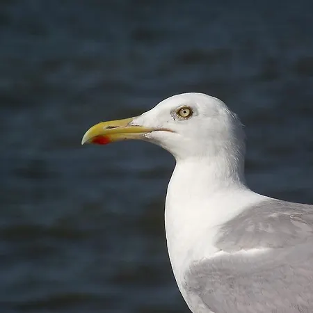 Reiterhof Gruendeich Holtgast