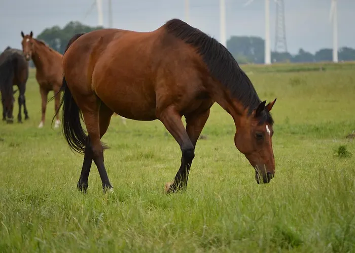 Reiterhof Gruendeich