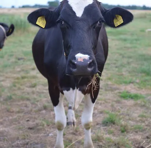 Appartement Reiterhof Gruendeich Holtgast